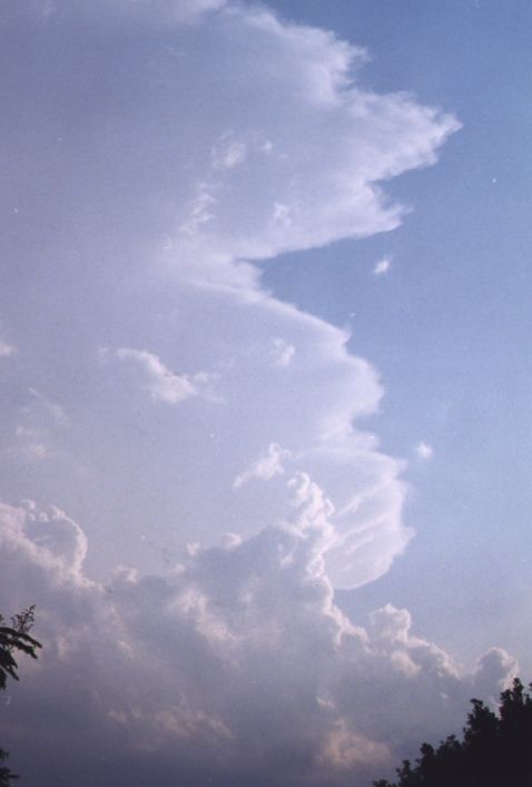 Photo  Anthony Cornelius