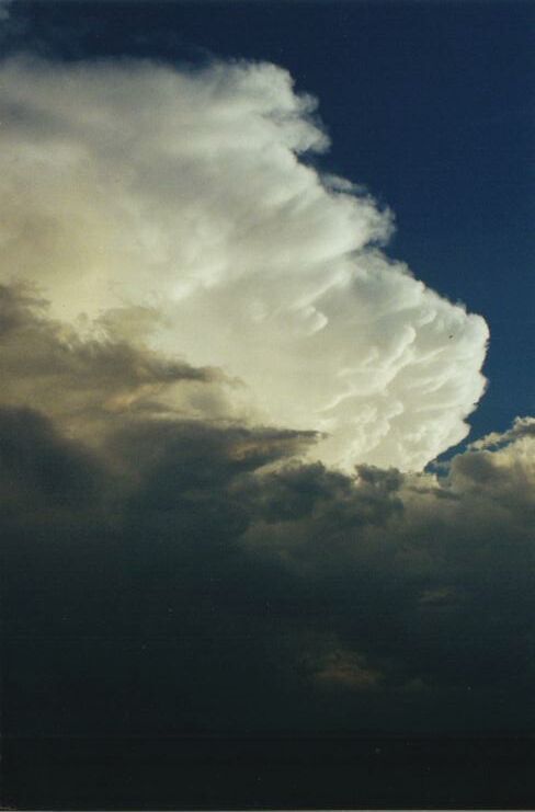 Photo  Anthony Cornelius