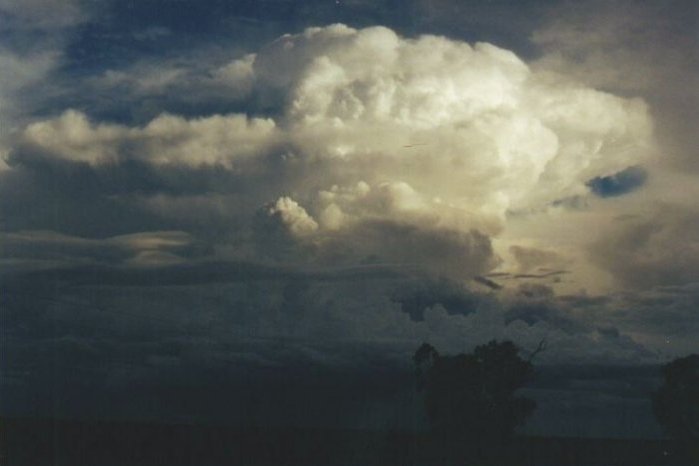 Photo  Anthony Cornelius