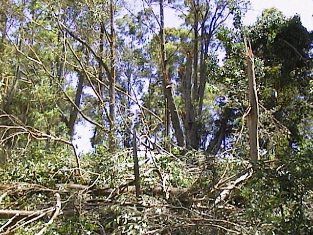 Damage caused by the November 8 Ceder Pocket Tornado