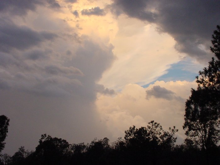 Photo  Jason Rainforest