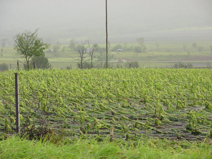 Photo  Jason Rainforest