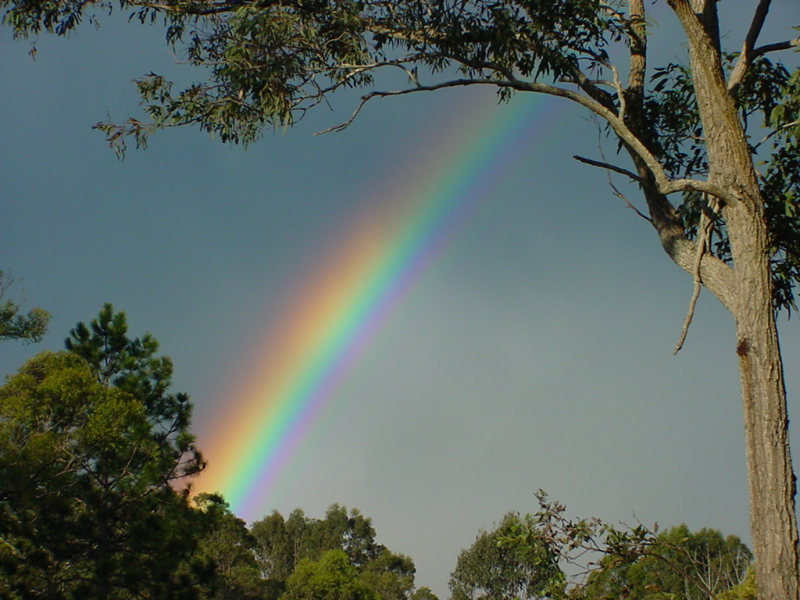 Photo  Jason Rainforest