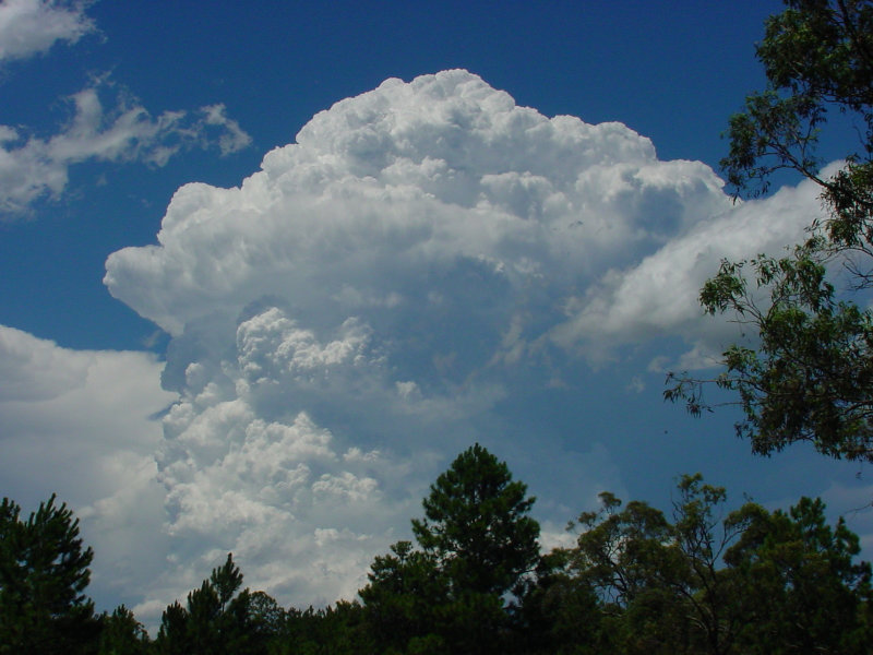 Photo  Jason Rainforest