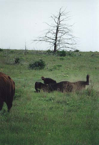 Taken by Narelle Bowmaker