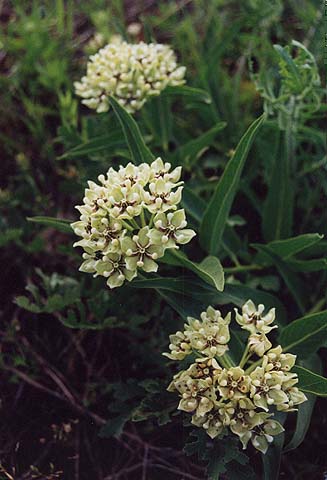 Taken by Narelle Bowmaker