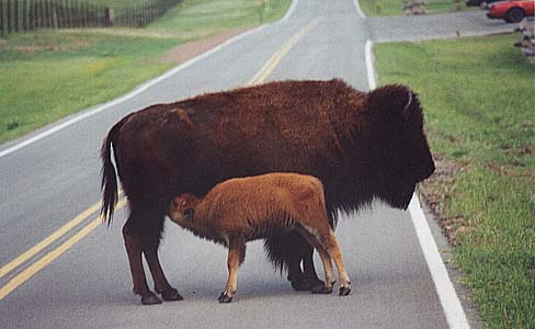 Taken by Narelle Bowmaker