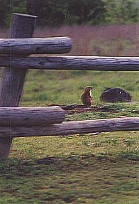 Taken by Narelle Bowmaker