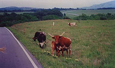 Taken by Narelle Bowmaker