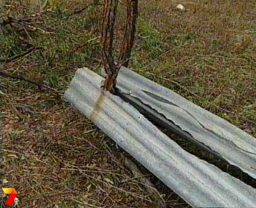 footage courtesy of Channel 7