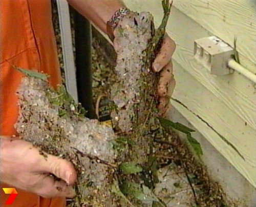 footage courtesy of Channel 7