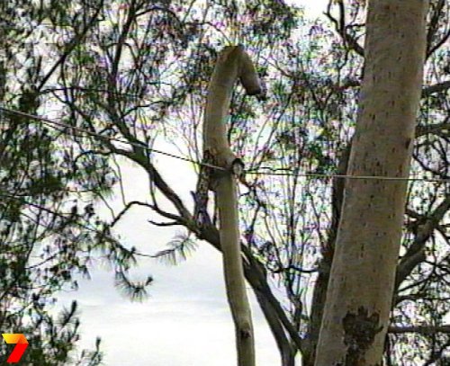 footage courtesy of Channel 7