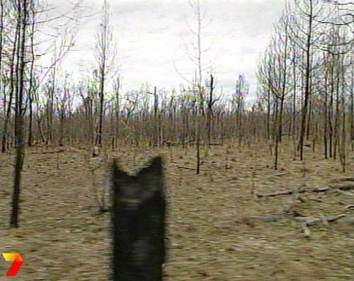 footage courtesy of Channel 7