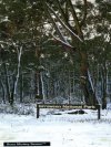 Snow at Girraween National Park (Stanthorpe)
